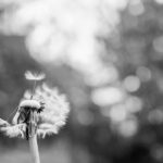 Die langen Abende von Elizabeth Strout – Von der Einsamkeit der Sterbenden